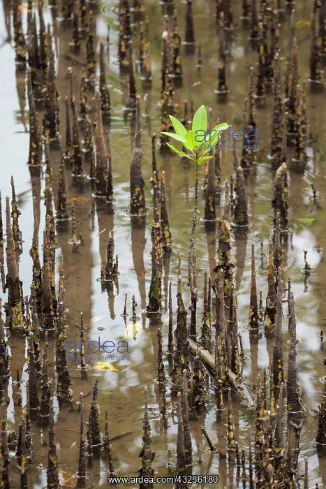 : WWF-Indonesia : WWF-Indonesia