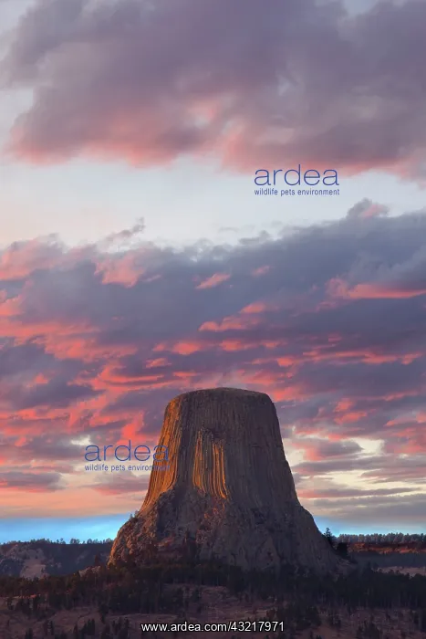 : WY, Devils Tower National Monument, Sunset : WY, Devils Tower National Monument, Sunset