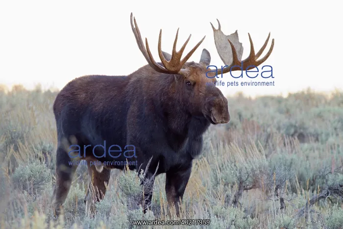 : WY, Grand Teton National Park, Bull Moose : WY, Grand Teton National Park, Bull Moose