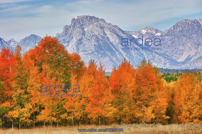 : WY, Grand Teton NP, aspen trees with the : WY, Grand Teton NP, aspen trees with the