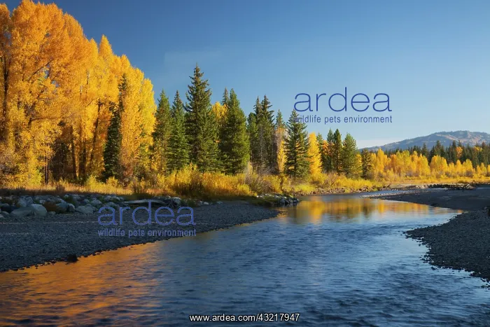 : WY, Grand Teton NP, cottonwood and aspen : WY, Grand Teton NP, cottonwood and aspen