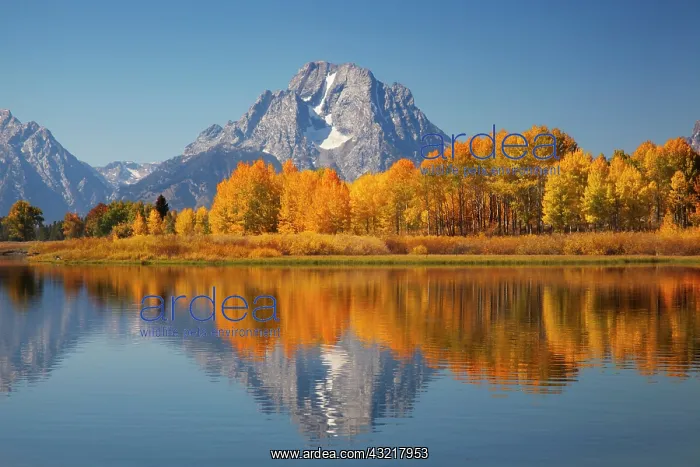 : WY, Grand Teton NP, Mount Moran and aspen : WY, Grand Teton NP, Mount Moran and aspen