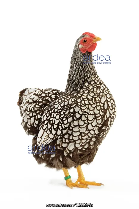 : Wyandotte chicken - silver laced. In studio
