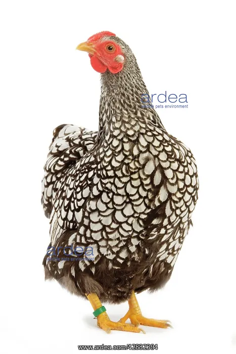  : Wyandotte chicken - silver laced. In studio