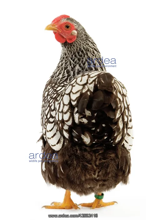  : Wyandotte chicken - silver laced. In studio