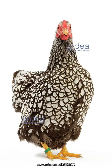  : Wyandotte Chicken - silver laced - in studio
