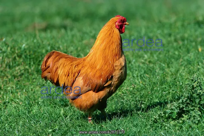  : Wyandotte Hen - Walking on grass