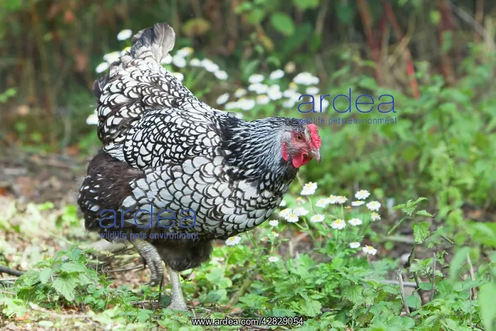 : Wyandotte Silver Laced - Domestic chicken breed : Wyandotte Silver Laced - Domestic chicken breed