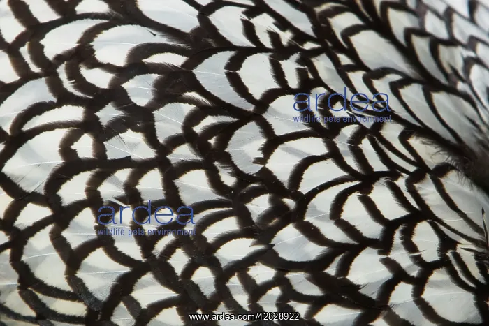 : Wyandotte Silver Laced - feather detail : Wyandotte Silver Laced - feather detail
