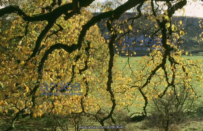 : Wych ELM - Autumn foliage : Wych ELM - Autumn foliage