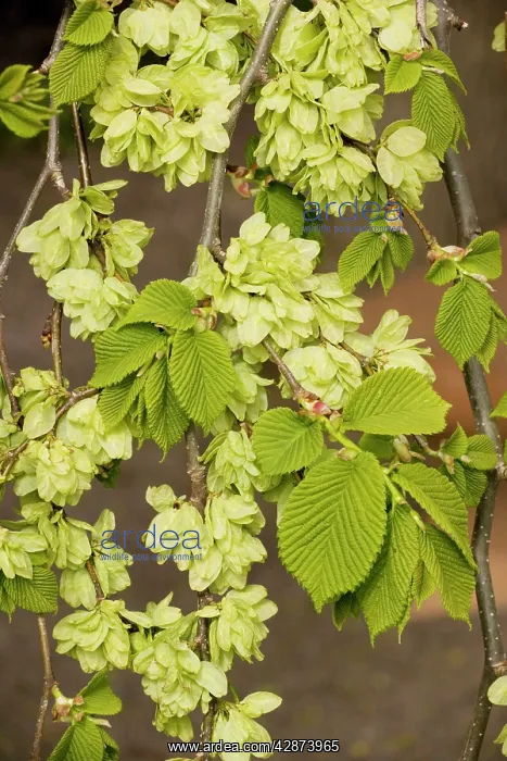 : Wych elm form, in fruit : Wych elm form, in fruit