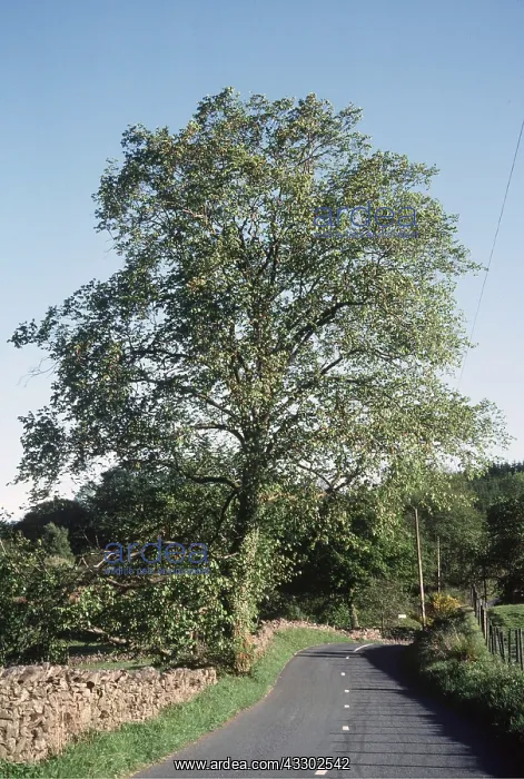 : WYCH ELM - on roadside : WYCH ELM - on roadside
