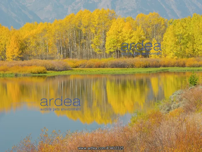 : Wyoming, Grand Teton National Park. Golden Aspen : Wyoming, Grand Teton National Park. Golden Aspen