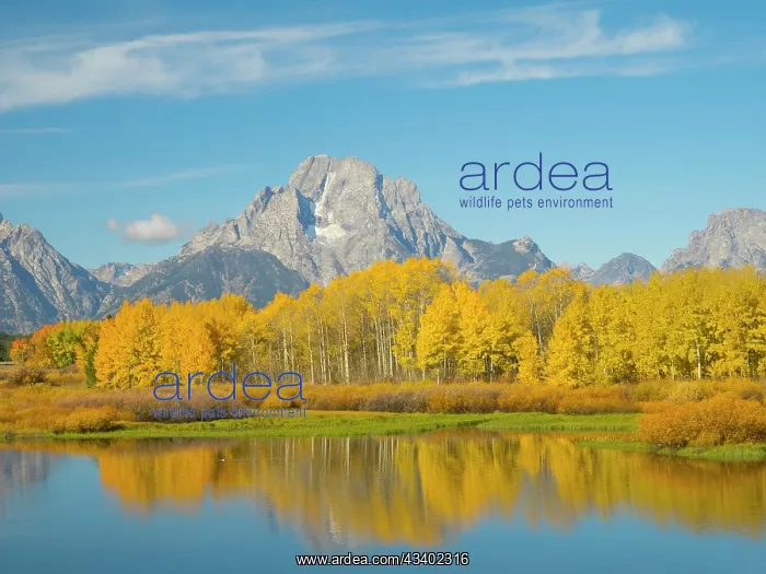 : Wyoming, Grand Teton National Park. Mount Moran : Wyoming, Grand Teton National Park. Mount Moran