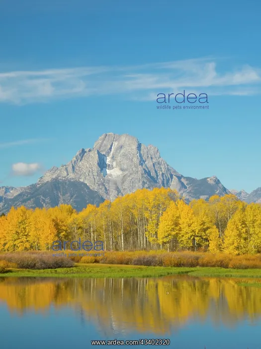 : Wyoming, Grand Teton National Park. Mount Moran : Wyoming, Grand Teton National Park. Mount Moran