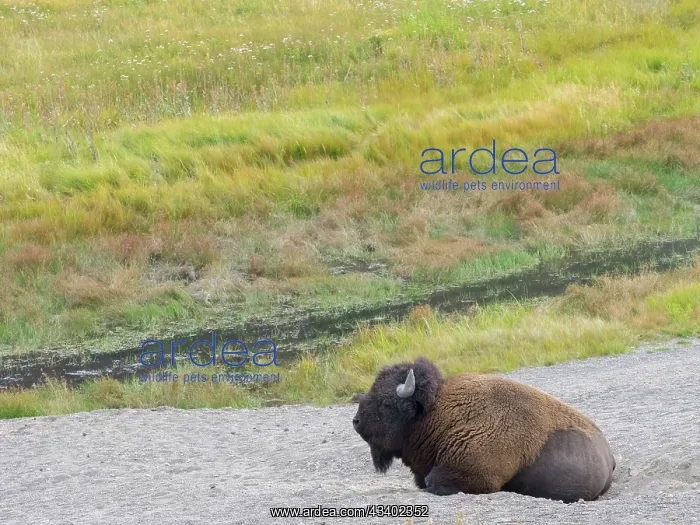 : Wyoming, Yellowstone National Park. Mature Bull Bison : Wyoming, Yellowstone National Park. Mature Bull Bison