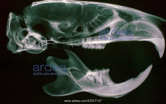 : X-ray of Brown / Common / Norway Rat skull showing : X-ray of Brown / Common / Norway Rat skull showing
