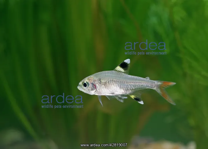 : X-ray Tetra - side view by weeds : X-ray Tetra - side view by weeds