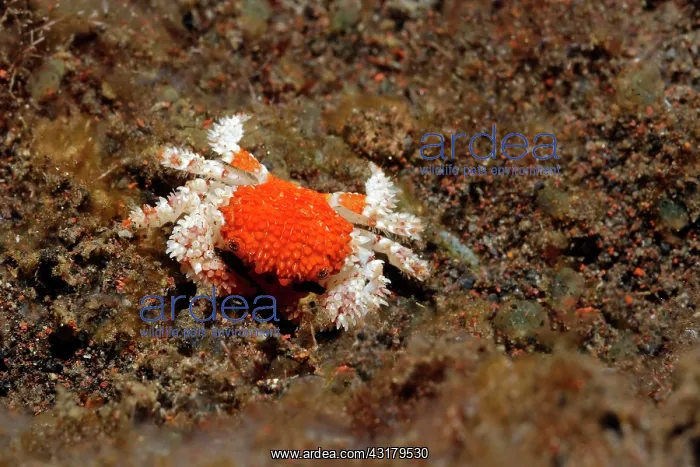 : Xanthide crab ( Actaea peronii), also known as : Xanthide crab ( Actaea peronii), also known as