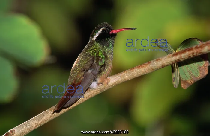 : Xantus Hummingbird - endemic : Xantus Hummingbird - endemic