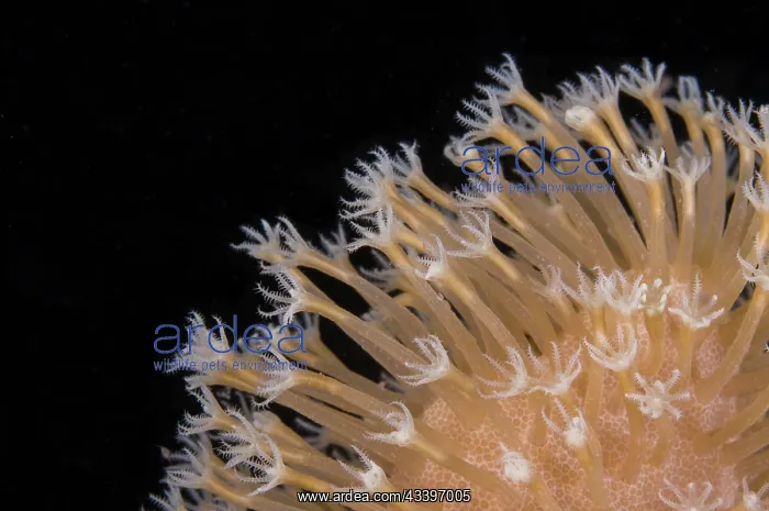 : Xenia Coral : Xenia Coral