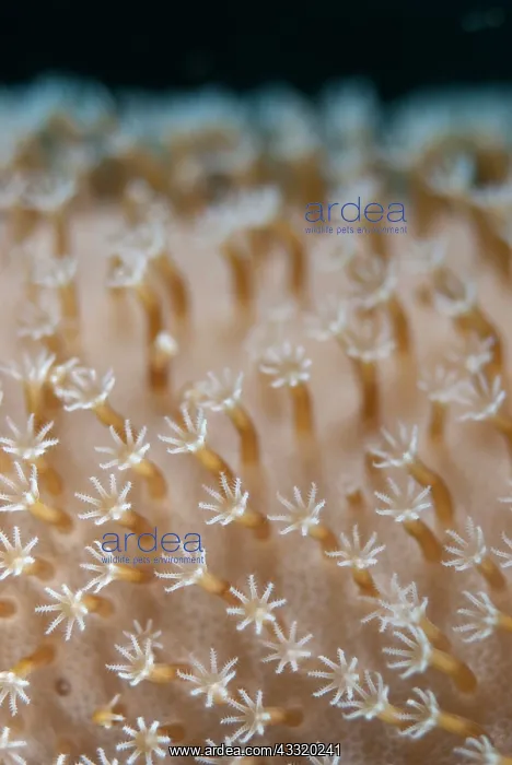 : Xenia Coral - polyps : Xenia Coral - polyps