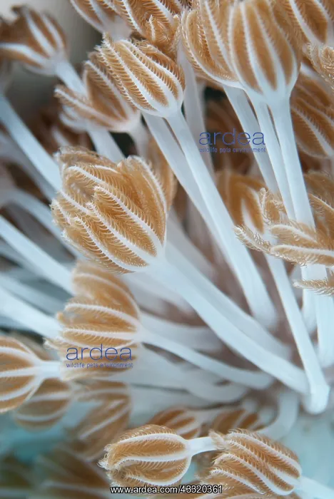 : Xenia Coral - polyps : Xenia Coral - polyps