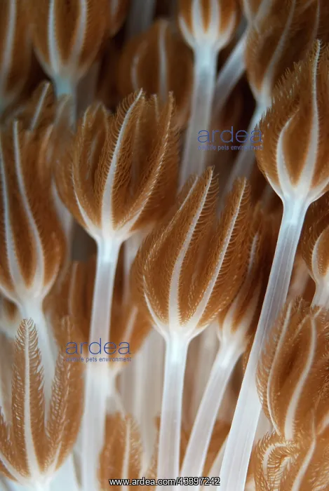 : Xenia Coral Polyps : Xenia Coral Polyps