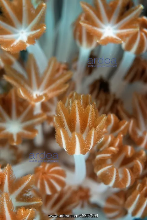 : Xenia Coral Polyps : Xenia Coral Polyps