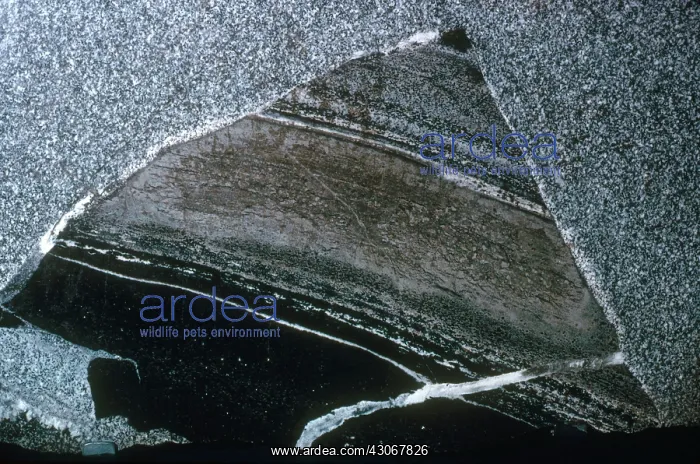 : Xenolith. A xenolith is a fragment of rock within a different, usually igneous, rock : Xenolith. A xenolith is a fragment of rock within a different, usually igneous, rock