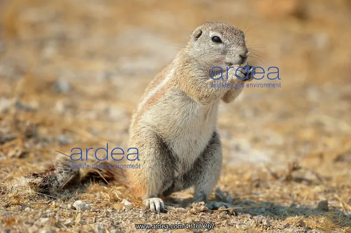 : Xerus inauris Xerus : Xerus inauris Xerus