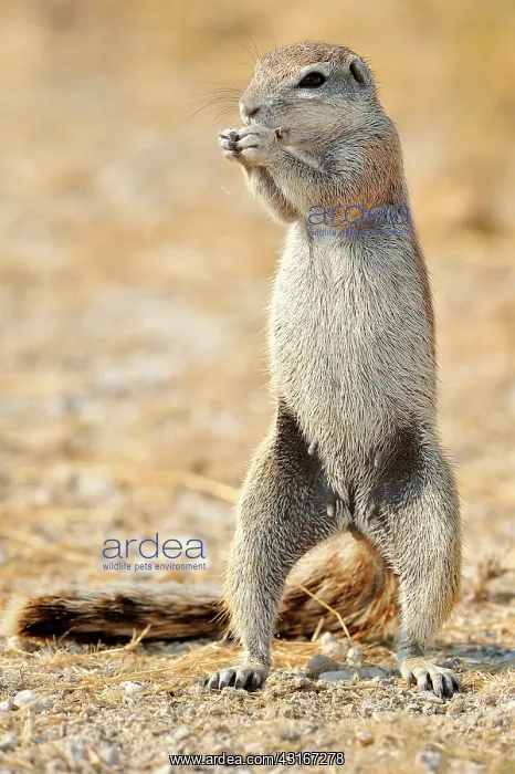 : Xerus inauris Xerus : Xerus inauris Xerus
