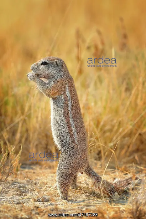 : Xerus inauris Xerus : Xerus inauris Xerus