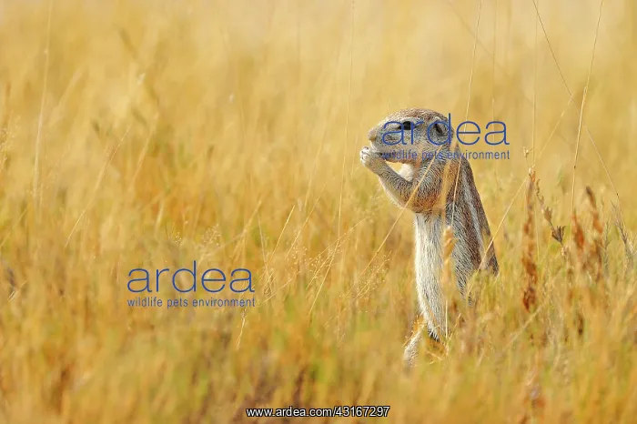 : Xerus inauris Xerus : Xerus inauris Xerus