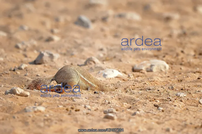 : Xerus inauris Xerus : Xerus inauris Xerus