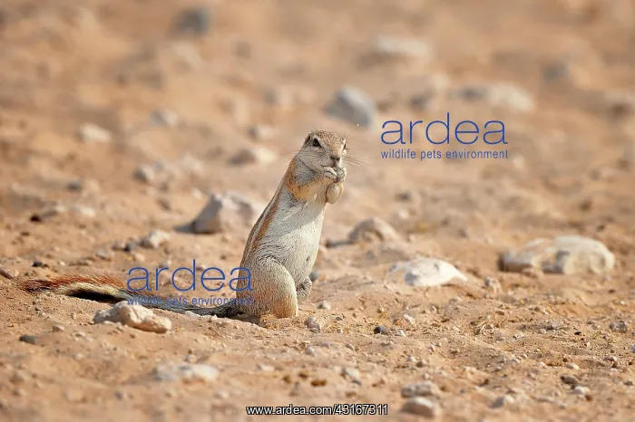 : Xerus inauris Xerus : Xerus inauris Xerus