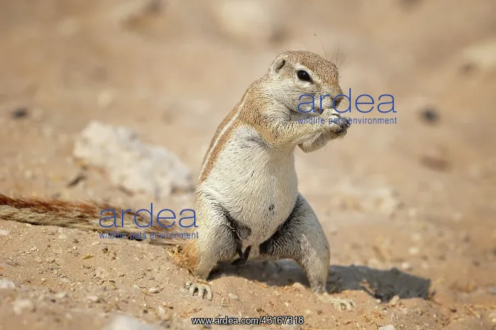 : Xerus inauris Xerus : Xerus inauris Xerus