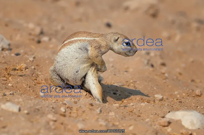 : Xerus inauris Xerus : Xerus inauris Xerus