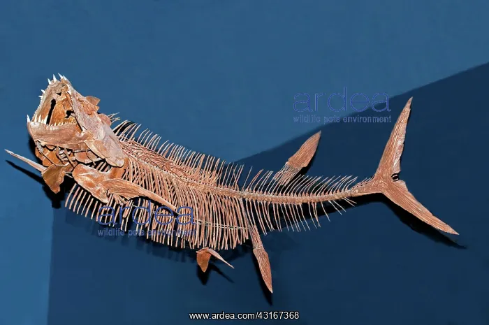 : Xiphactinus Audax Fish Fossil