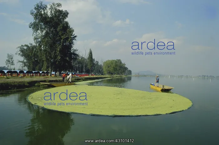 : Xochimilco Floating Gardens : Xochimilco Floating Gardens