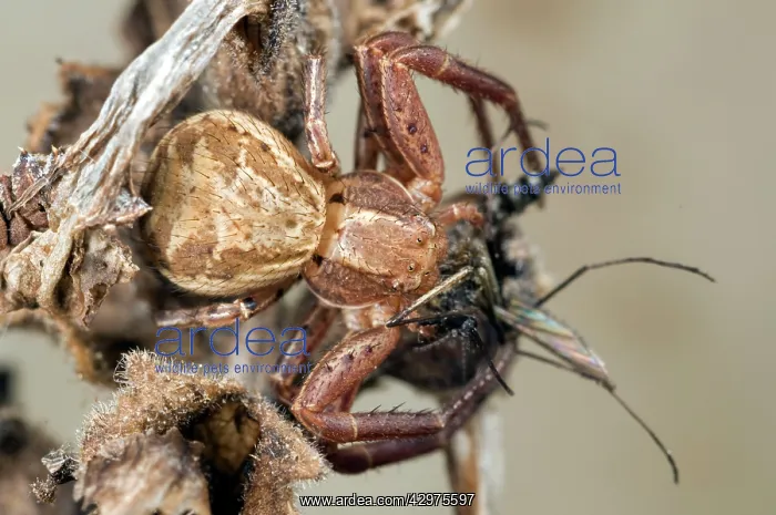 : Xysticus cristatus - with prey : Xysticus cristatus - with prey