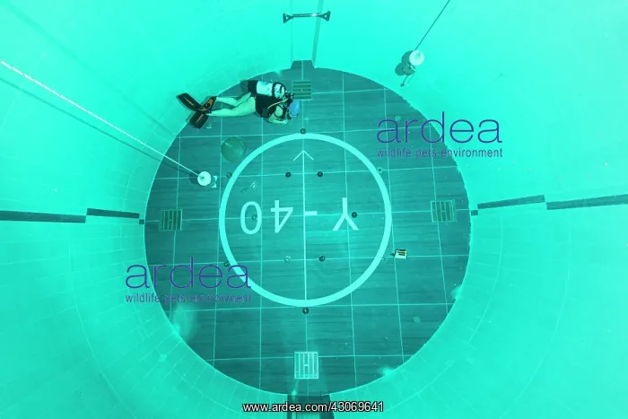 : Y-40, the world's deepest pool, measuring 21 X 18m : Y-40, the world's deepest pool, measuring 21 X 18m