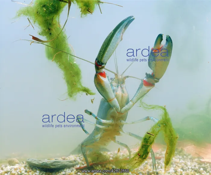 : Yabby - Underwater : Yabby - Underwater