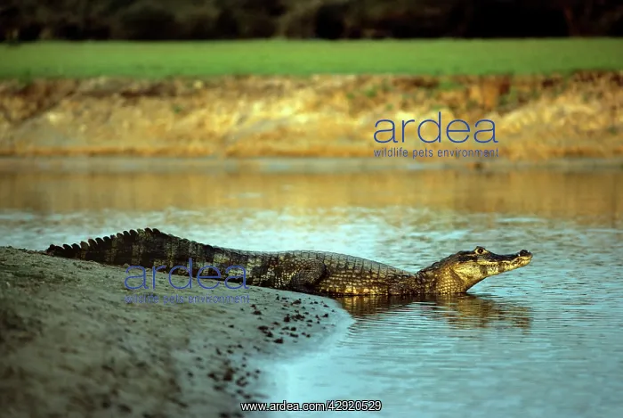 : Yacare Caiman : Yacare Caiman
