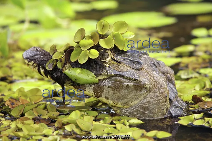  : Yacare Caiman