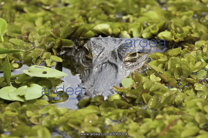 : Yacare Caiman : Yacare Caiman