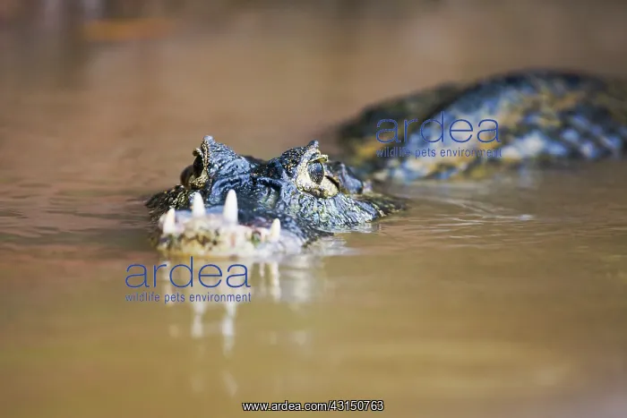 : Yacare Caiman : Yacare Caiman
