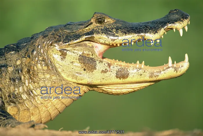 : Yacare Caiman : Yacare Caiman
