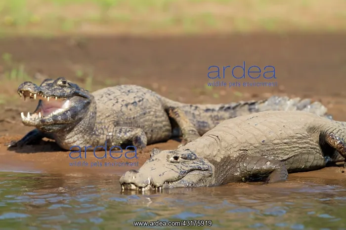 : Yacare Caiman : Yacare Caiman