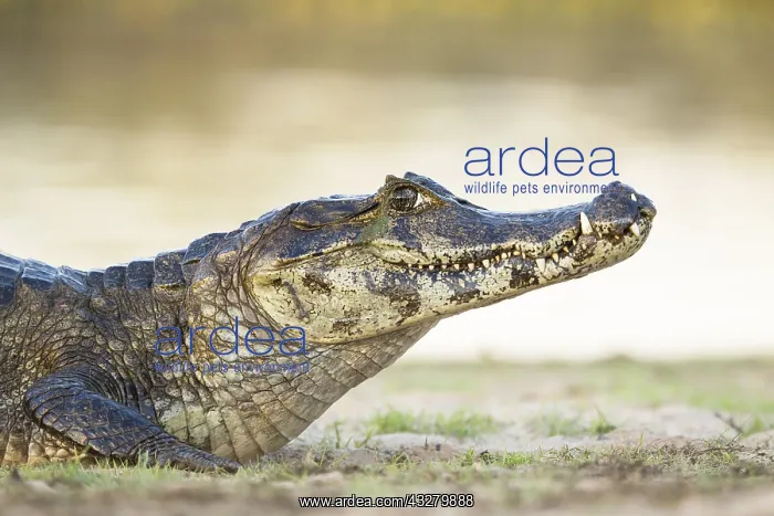 : Yacare Caiman (Caiman yacare), animal portrait : Yacare Caiman (Caiman yacare), animal portrait